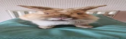 Mini Lop rabbits for sale:  2 Mini lop bunnies in Walsall - Advert 1