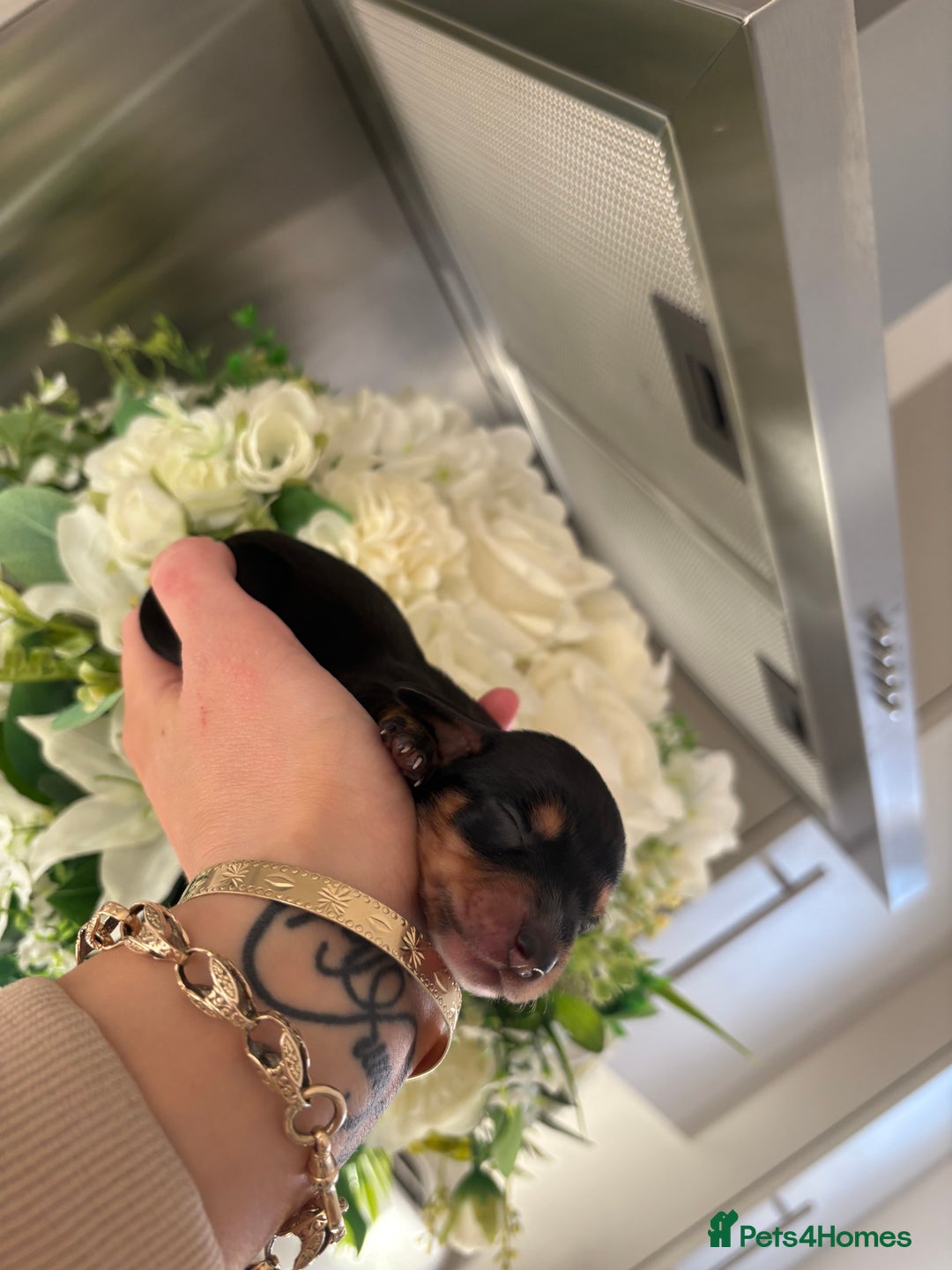 Miniature Dachshund dogs for sale: Stunning Mini Dachshunds 😍  - Image 8