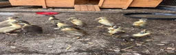 Ducks poultry for sale: Indian runner ducks for sale  in Liss - Advert 2