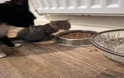 Domestic Shorthair cats for sale: 1 Gorgeous baby male Tiger left  - Image 10