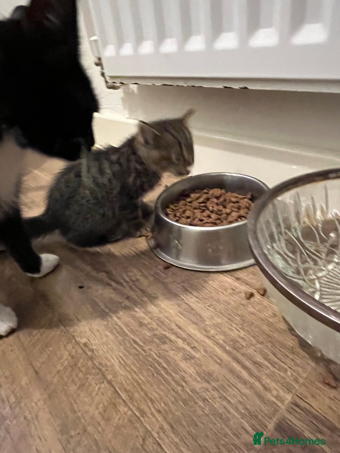 Domestic Shorthair cats for sale: 1 Gorgeous baby male Tiger left  - Image 10
