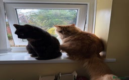 Domestic Shorthair cats for sale: Domestic Longhair Male and Tortoise Shell Female  - Image 1
