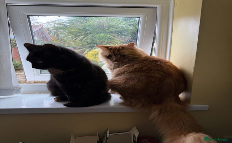 Domestic Shorthair cats - Advert 1