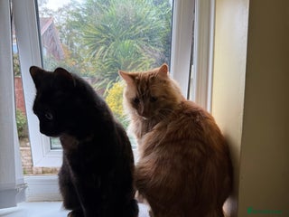 Domestic Shorthair cats - Advert 13