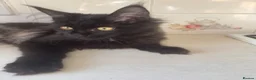 Maine Coon cats for sale: Exceptional pedigree MaineCoon female - Sprite - Advert 30
