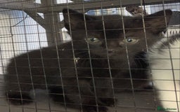 Mixed Breed cats for sale: 3 beautiful black kitten girls  - Image 10