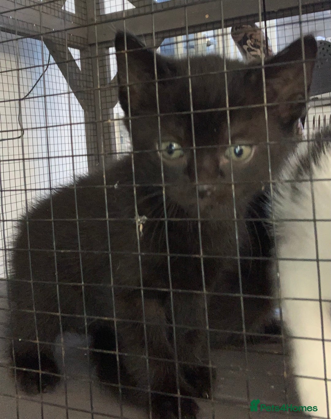 Mixed Breed cats for sale: 3 beautiful black kitten girls  - Image 10