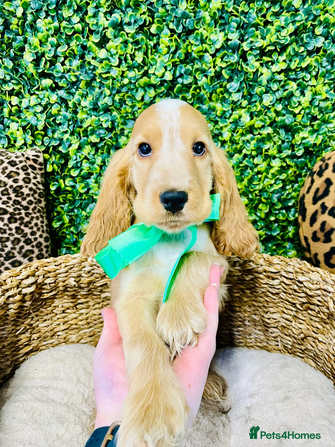 Cocker Spaniel dogs for stud: 🧡🧡 KC REG Stud Orange Roan Show Cocker Spaniel in Northallerton - Advert 8