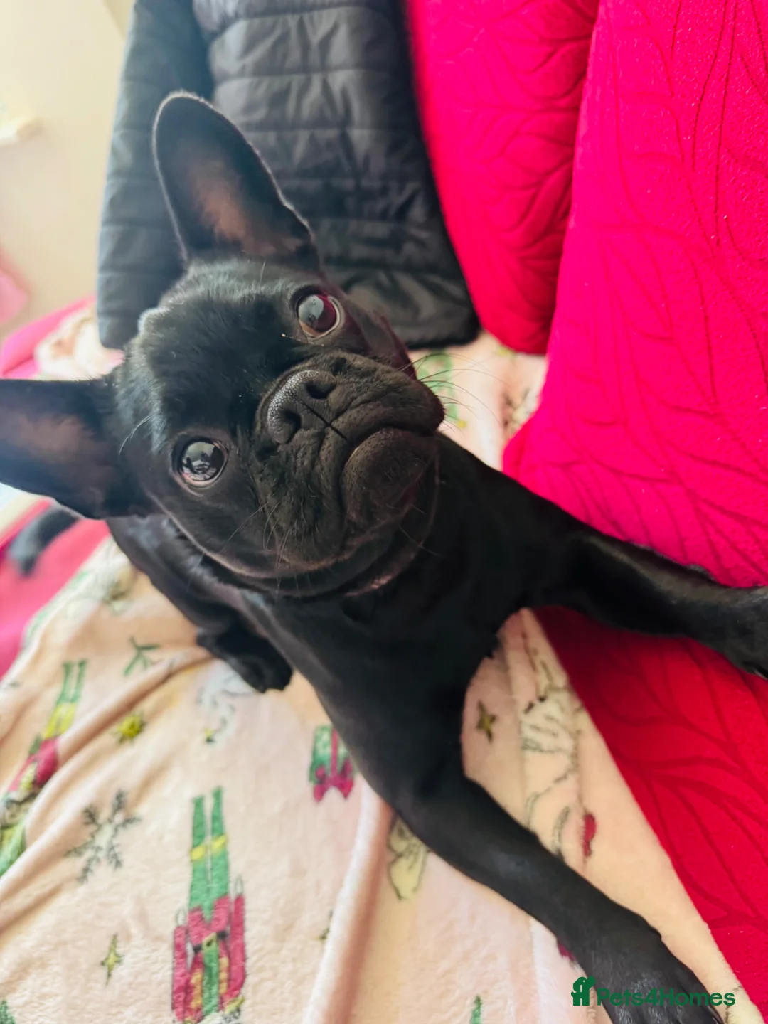 French Bulldog dogs for sale: French Bulldog for Sale 🐶 - Advert 2