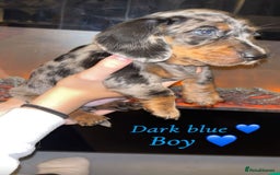 Dachshund dogs for sale: Beautiful miniature dachshund puppies - Image 2