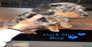 Dachshund dogs - Advert 5