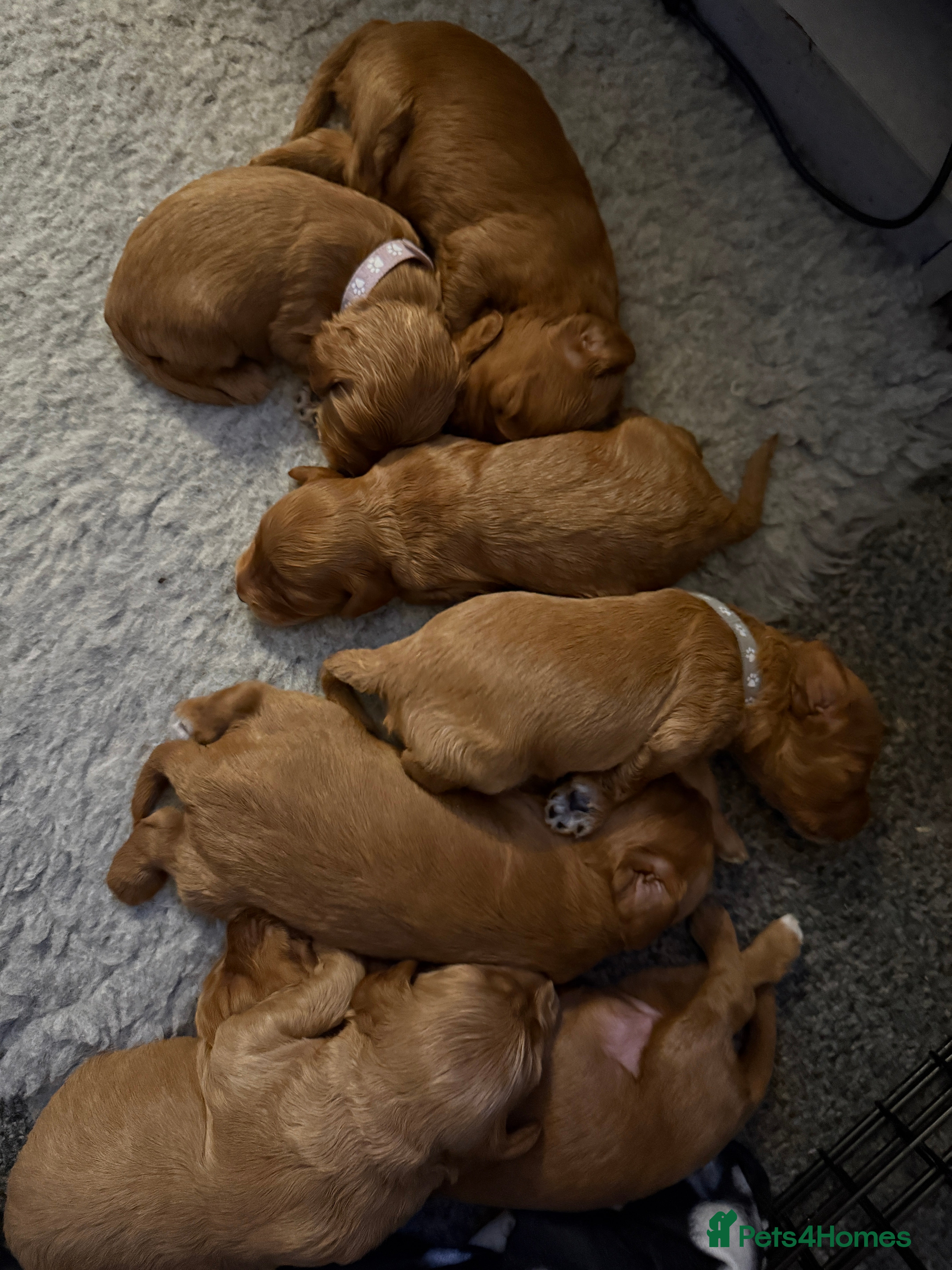 Cockapoo dogs Cockapoo F1 - Advert 2