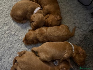 Cockapoo dogs Cockapoo F1 - Advert 2