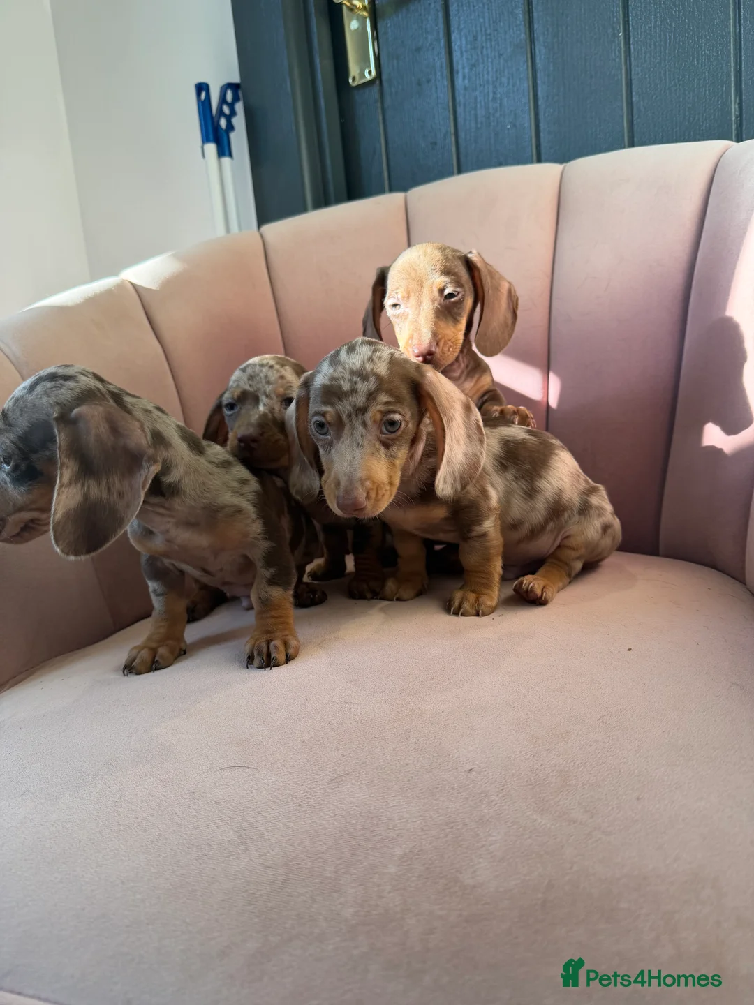 Miniature Dachshund dogs for sale: Beautiful Dachshund Male Puppies Ready now  - Advert 21