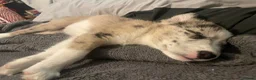 Mixed Breed dogs for sale: Siberian husky X Caucasian Shepard & pocket bully in Mold - Advert 10