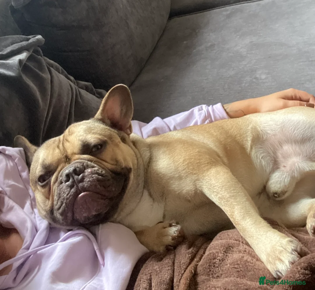 French Bulldog dogs for sale: Gorgeous frenchie for ADULT only home.  - Advert 5