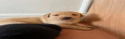 Labrador Retriever dogs for sale: **KC REGISTERED Labrador Puppies **  - Advert 13