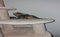 Bengal cats for sale: 3 Gorgeous Bengals kittens 😻😻❤️❤️❤️ - Image 13