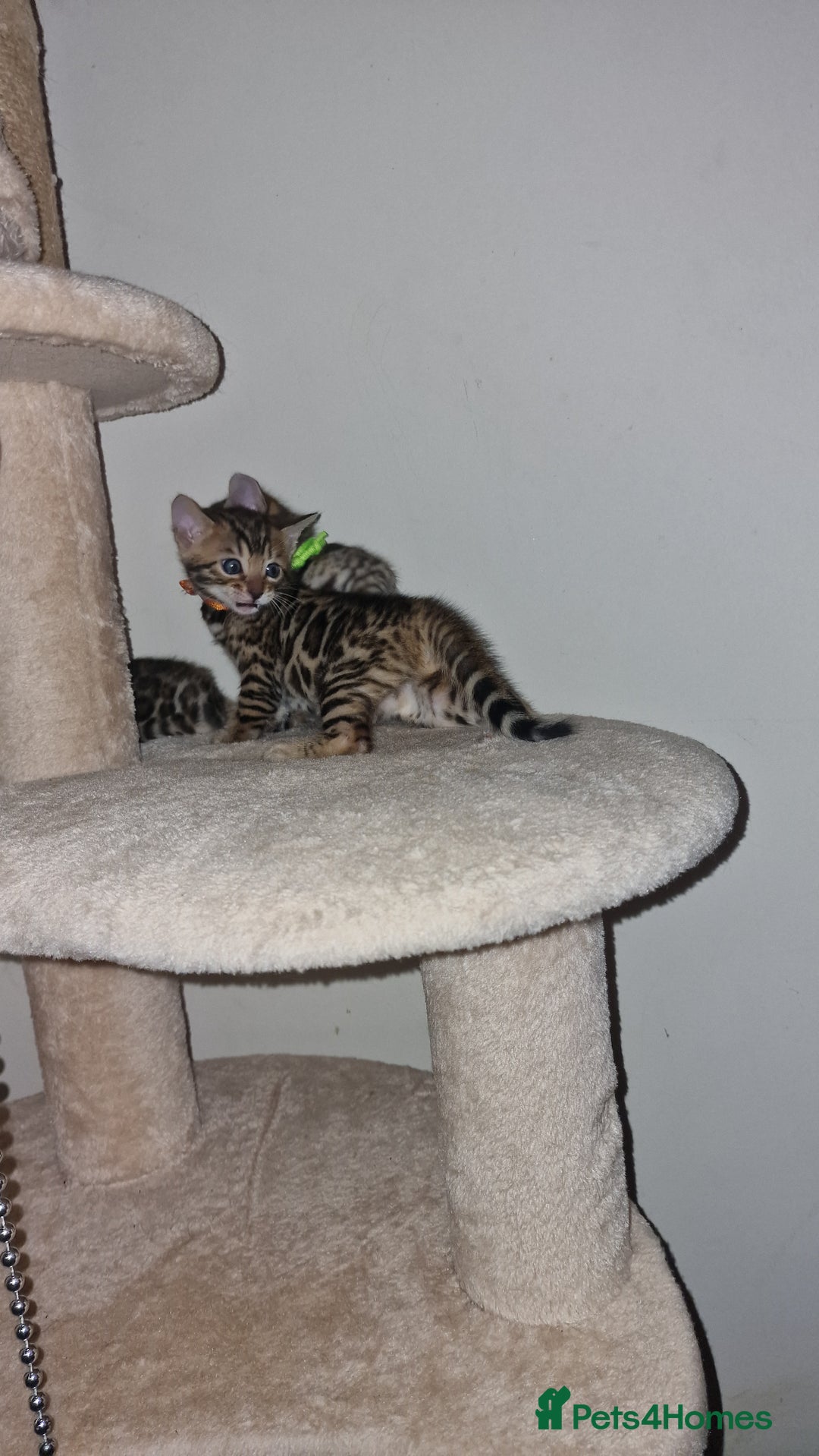 Bengal cats for sale: 3 Gorgeous Bengals kittens 😻😻❤️❤️❤️ - Image 13
