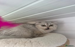 British Shorthair cats for sale: Champions Bloodlines  British and Scottish cats  in Feltham - Image 9