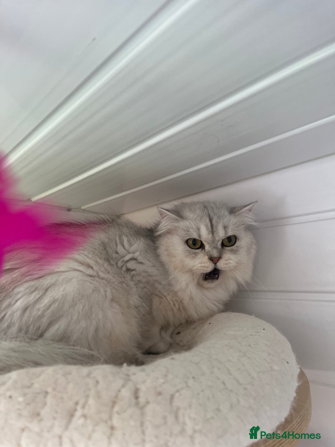 British Shorthair cats for sale: Champions Bloodlines  British and Scottish cats  in Feltham - Image 9