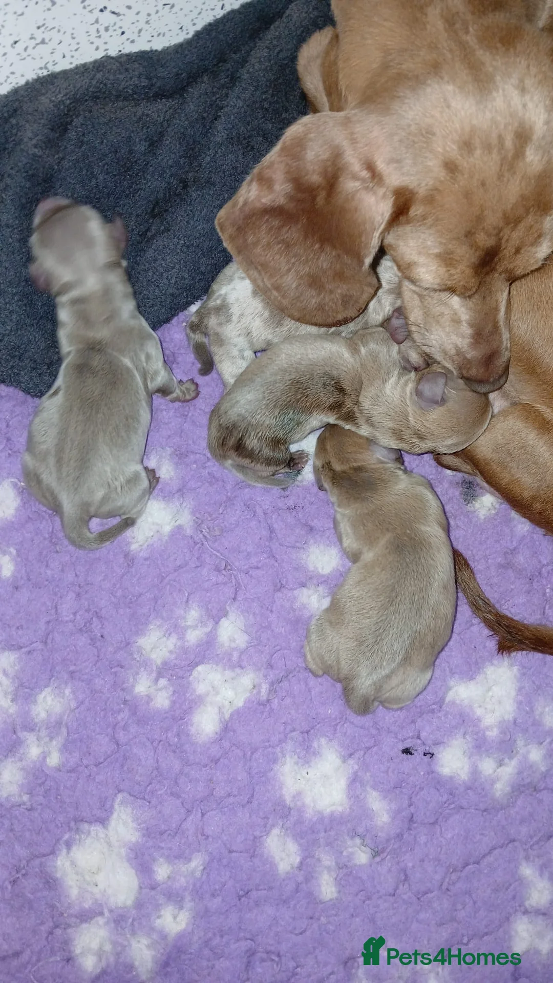 Dachshund dogs for sale: Beautiful miniature Dachshund puppies - Advert 3