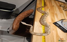 Boa Snake reptiles for sale: 2-Year-Old Female Pure Hog Island Boa - Image 3