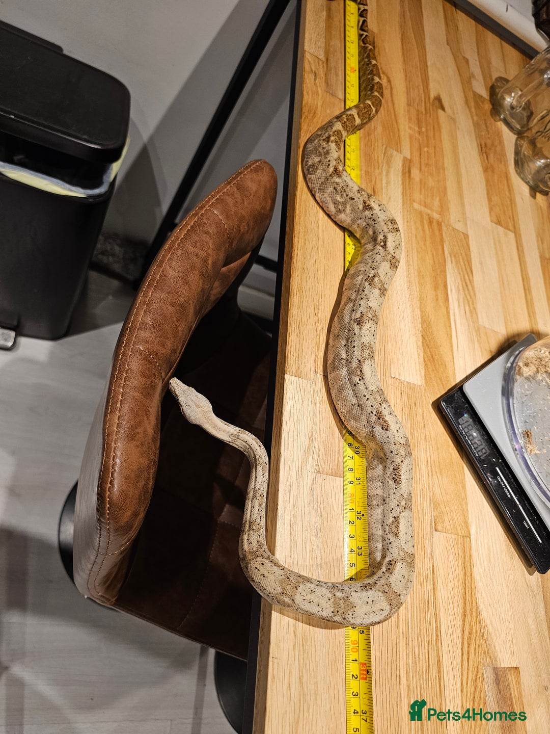 Boa Snake reptiles for sale: 2-Year-Old Female Pure Hog Island Boa - Image 3