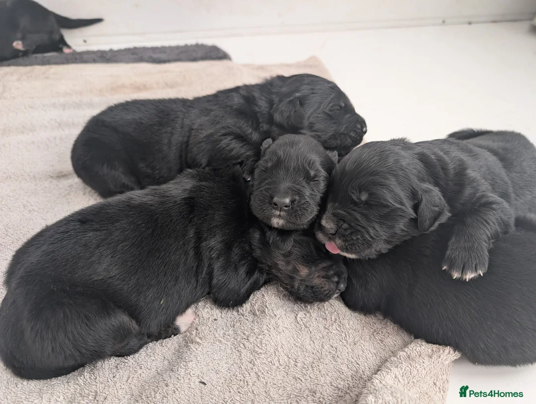 Golden Retriever dogs for stud: Catrigg macadamia (MAX) - Advert 16