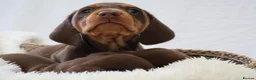Miniature Dachshund dogs for sale: KC Health Tested Miniature Dachshunds - Licensed - Advert 5