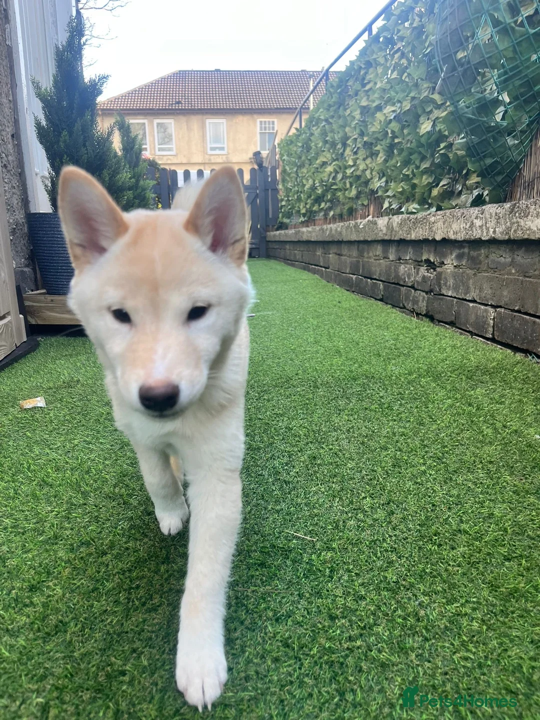 Japanese Shiba Inu dogs for sale: Cream Shiba Inu  - Advert 2