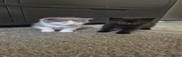 Nebelung cats for sale: 2 gorgeous nebelung kittens - Advert 8