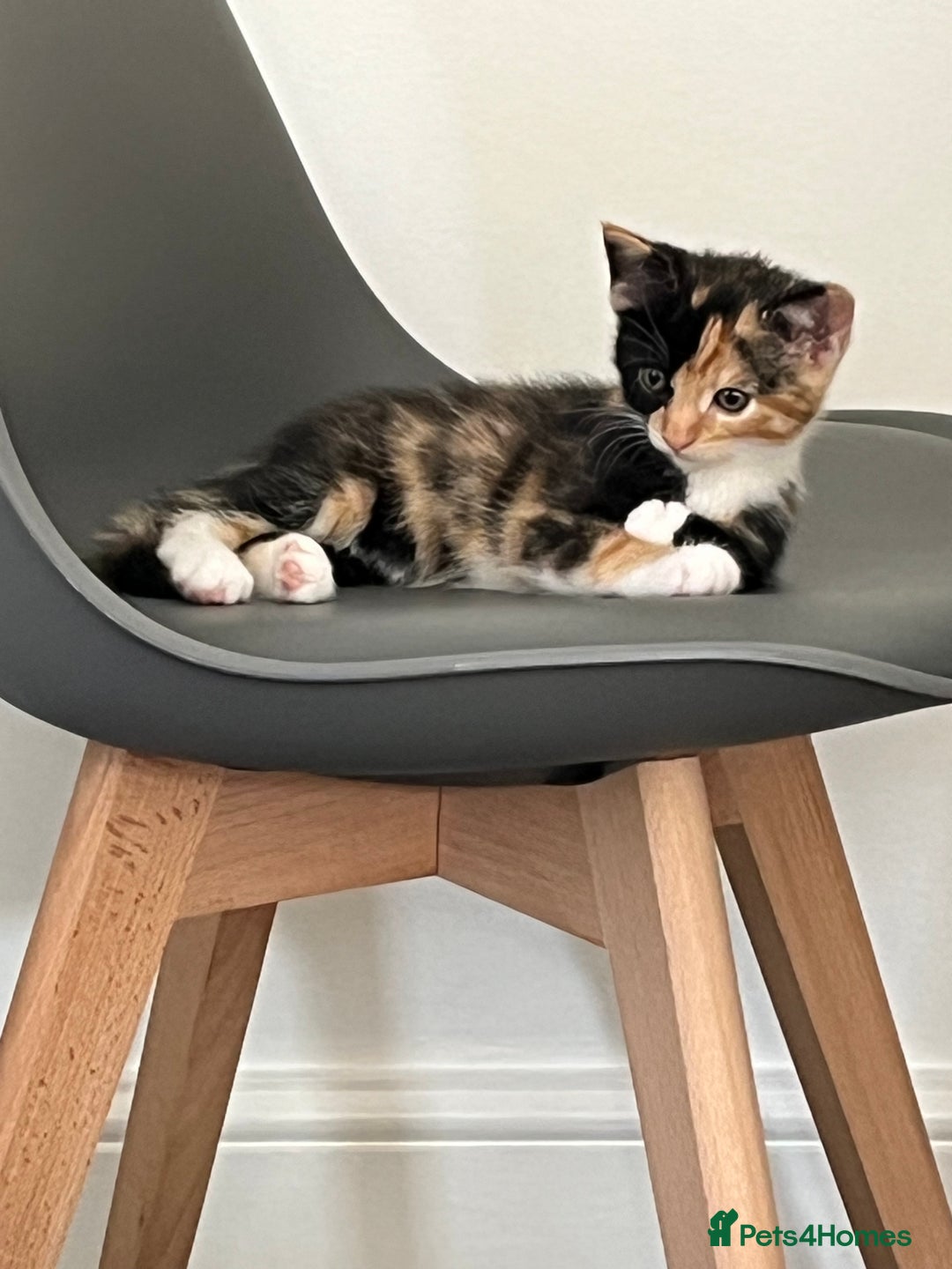 Mixed Breed cats for sale: Adorable 8wk Long-Haired Kittens – Ready Now  - Image 6