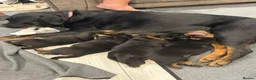 Rottweiler dogs for stud: BIG BONED GERMAN ROTTWEILER FOR STUD  - Advert 18