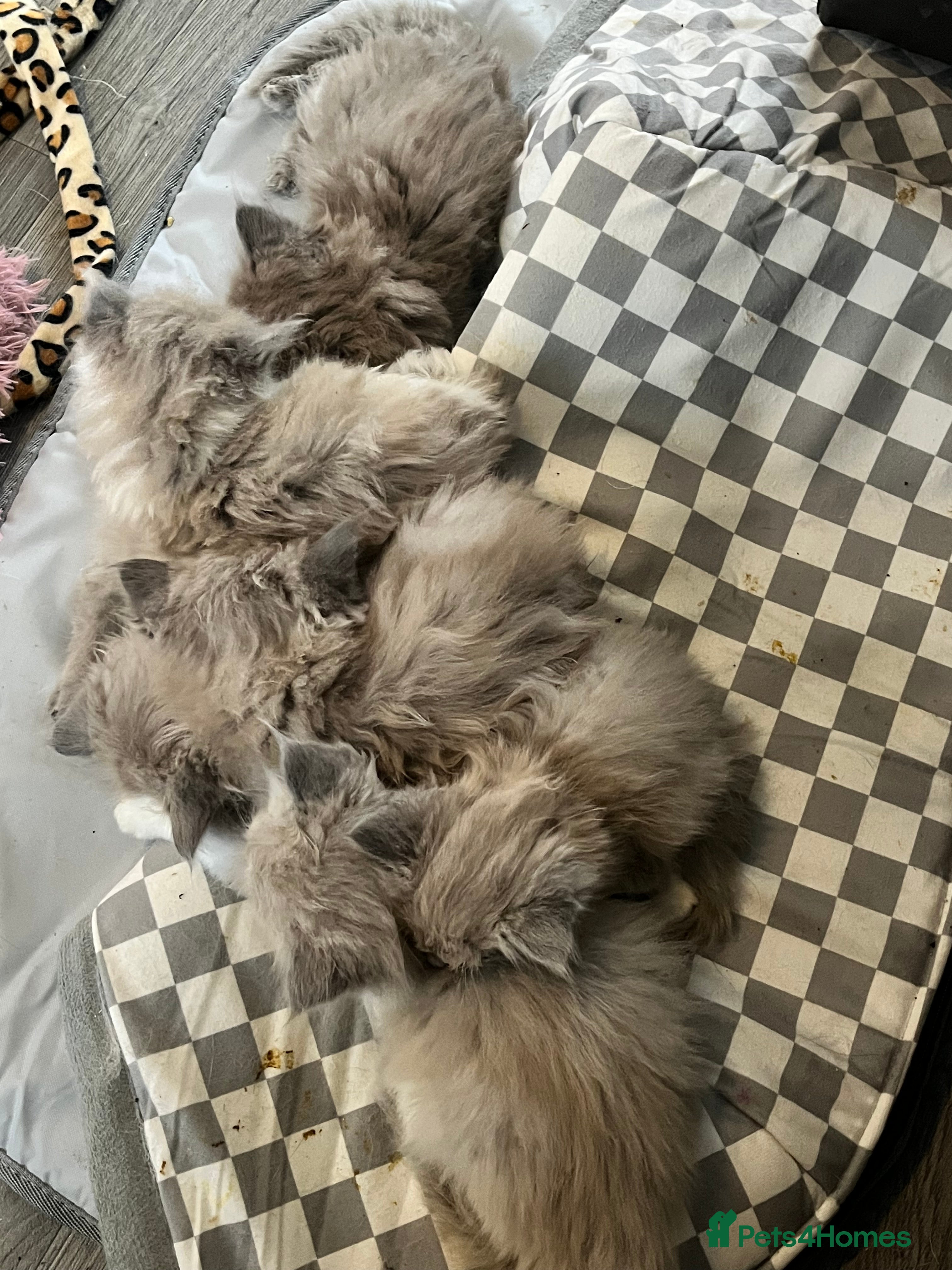 Ragdoll cats Pedigree Mink & Sepia Cherubim ragdoll kittens - Advert 4