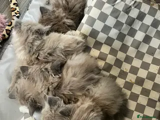 Ragdoll cats Pedigree Mink & Sepia Cherubim ragdoll kittens - Advert 4