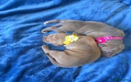 Mixed Breed dogs for sale: Dogue de bordeaux x staff puppies  - Advert 14