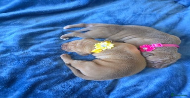 Mixed Breed dogs - Advert 3