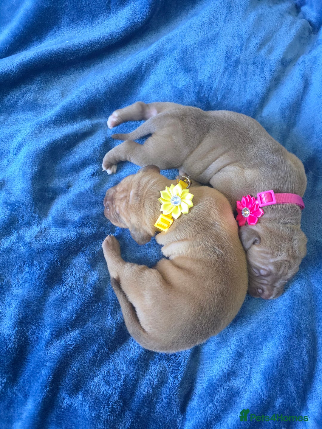 Mixed Breed dogs for sale: Dogue de bordeaux x staff puppies  - Advert 14