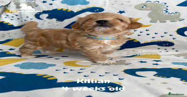 Maltipoo dogs - Advert 13