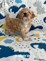 Maltipoo dogs - Advert 2