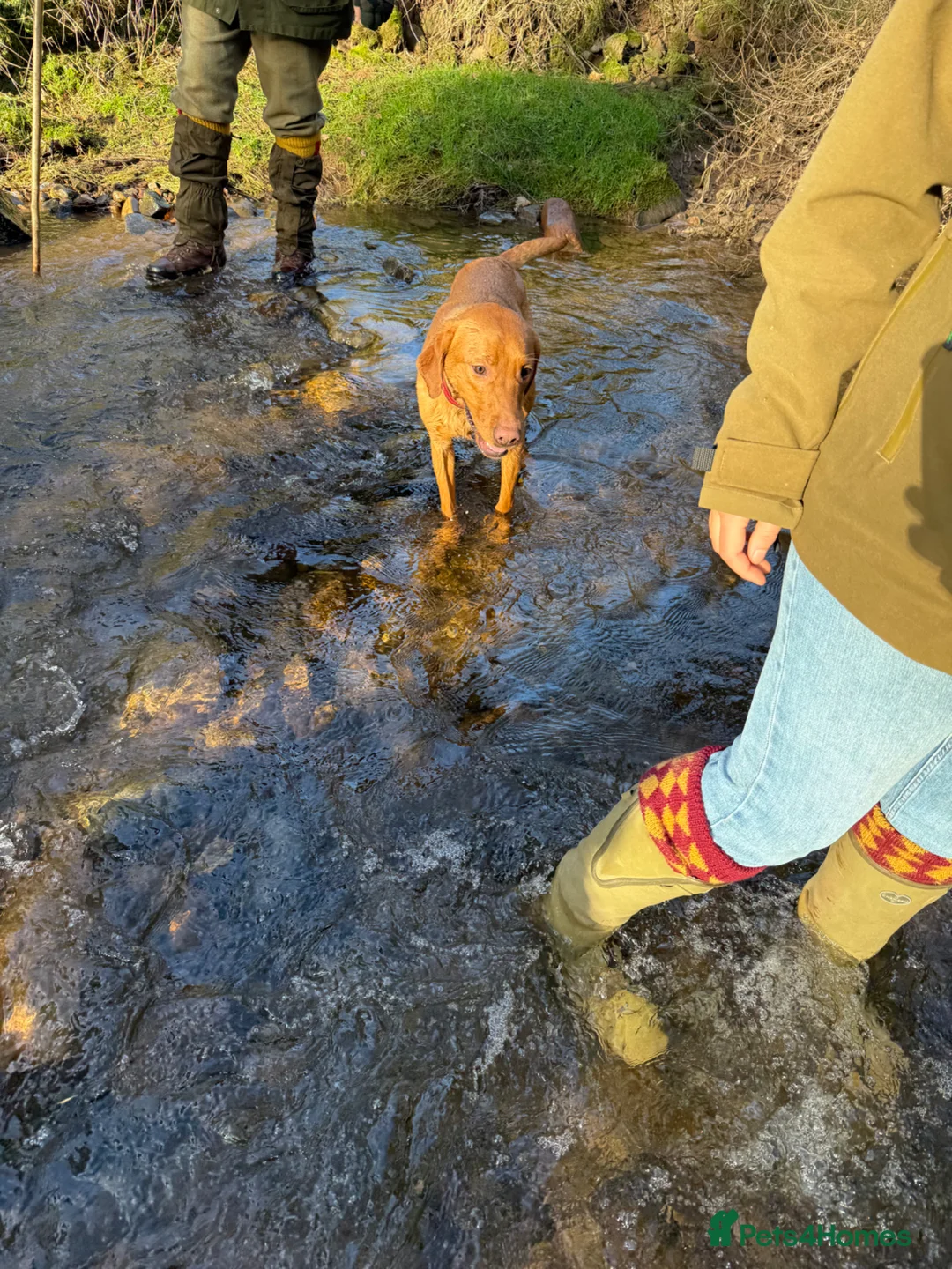 Labrador Retriever dogs for sale: OZZY  in Penrith - Advert 2