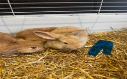 Mini Lop rabbits for sale: Mini lop babies for sale. Ready October 18th - Image 15