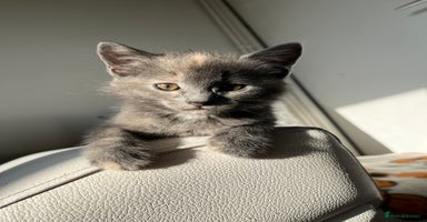 Ragdoll cats - Advert 7