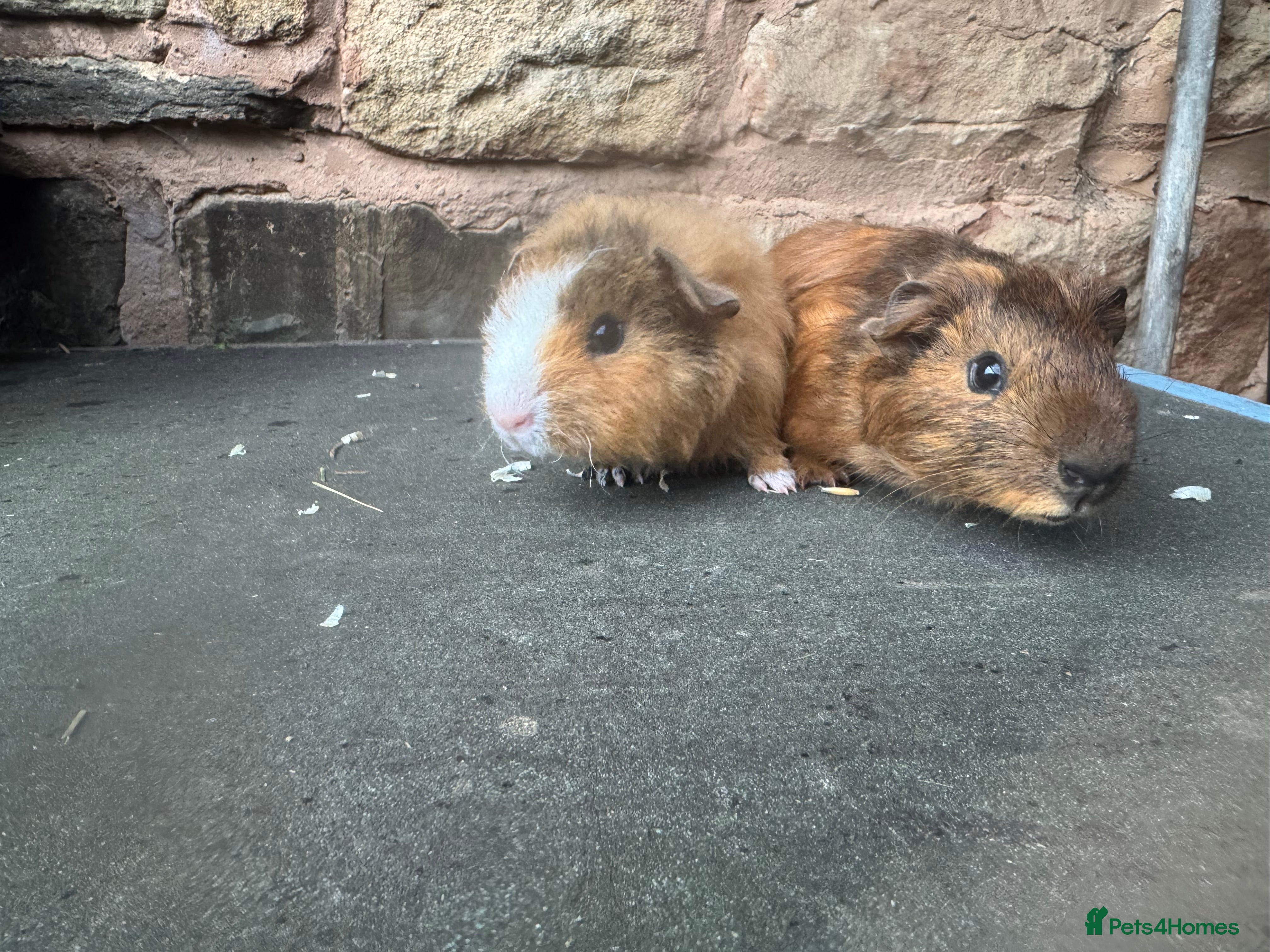 Guinea Pig rodents Baby male guinea pigs for sale  - Advert 2