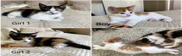 Mixed Breed cats for sale: Ready to go. Two girls and a boy Kuril bobtail mix - Advert 1