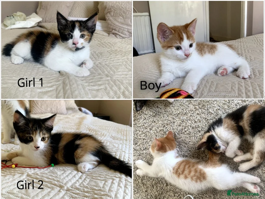 Mixed Breed cats for sale: Ready to go. Two girls and a boy Kuril bobtail mix - Advert 1