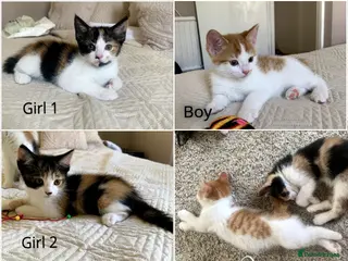 Mixed Breed cats Calico girls and boy Kuril bobtail mix(short tail) - Advert 9