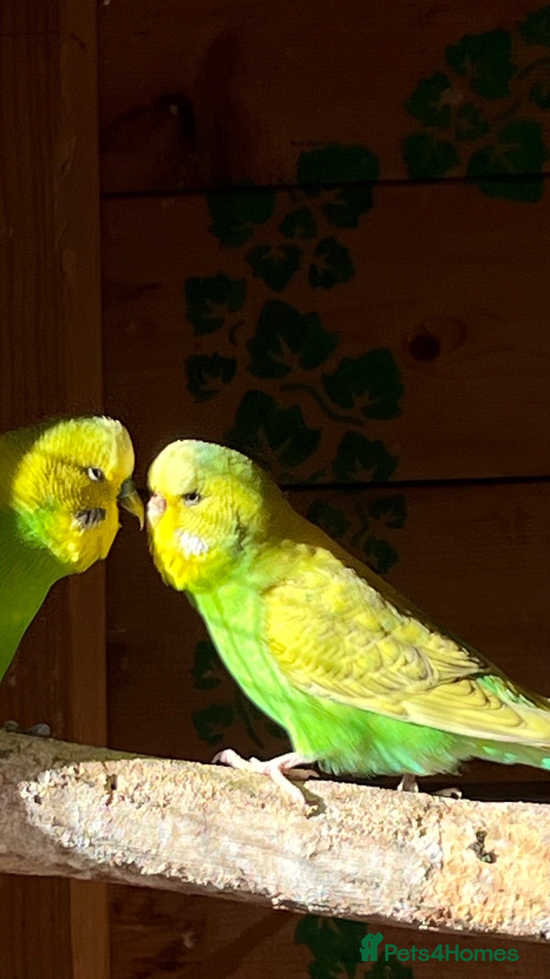 Budgerigars birds Mixed sex Budgies for sale - Advert 2