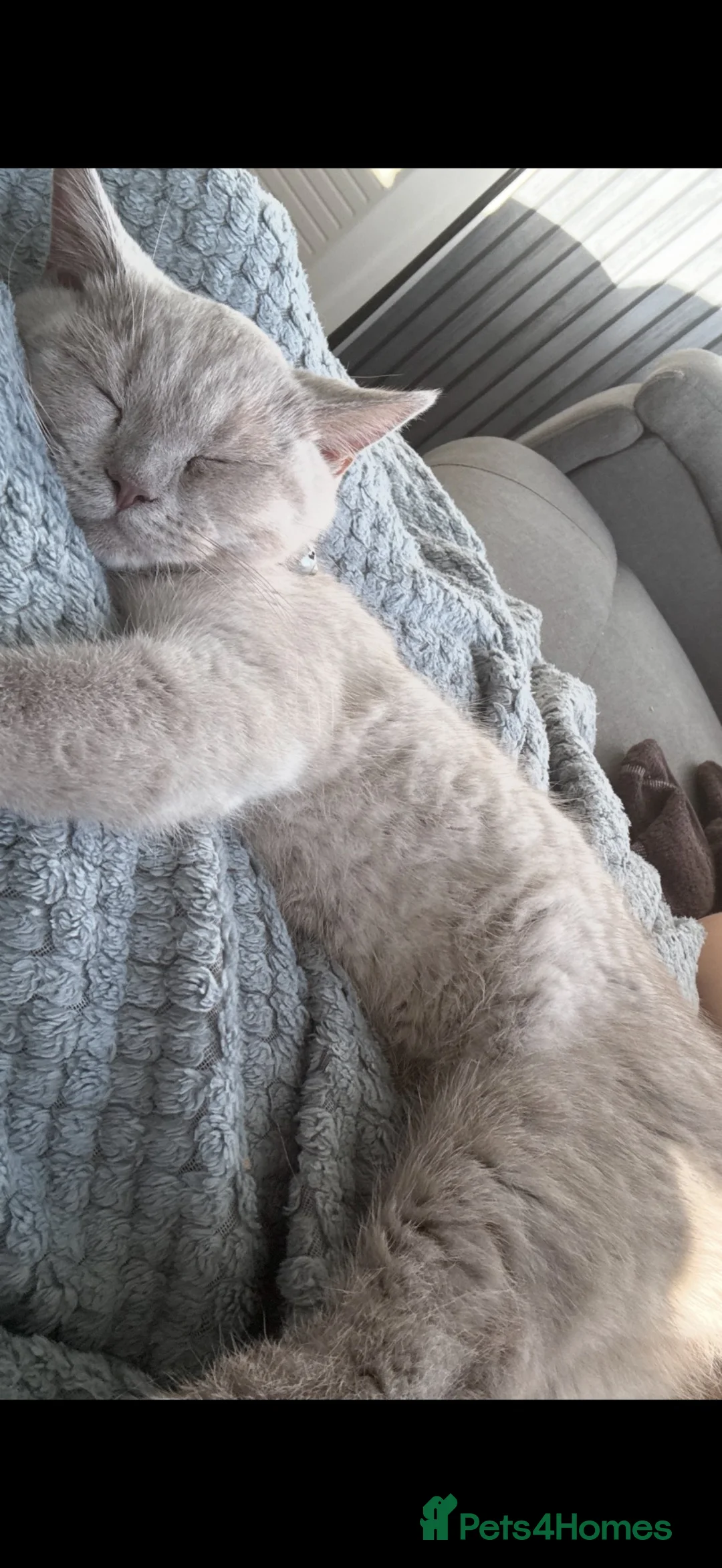 British Shorthair cats for sale: Princess  in York - Advert 4